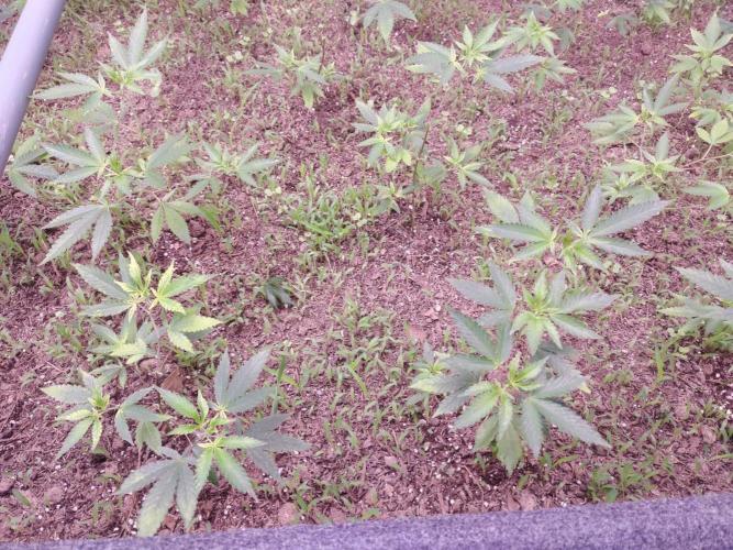 Living Soil 1- CFK - A.T.A. Week 2