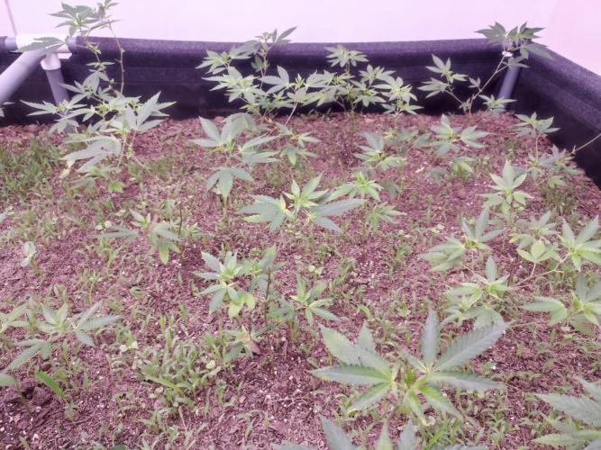 Living Soil 1- CFK - A.T.A. Week 2