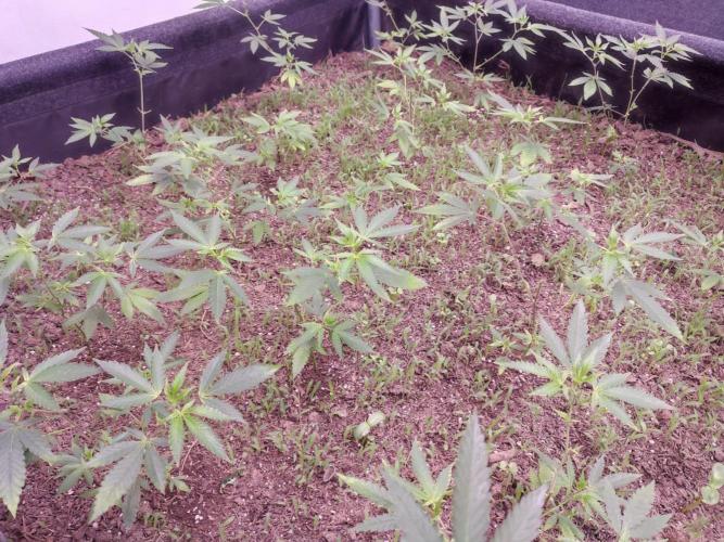 Living Soil 1- CFK - A.T.A. Week 2
