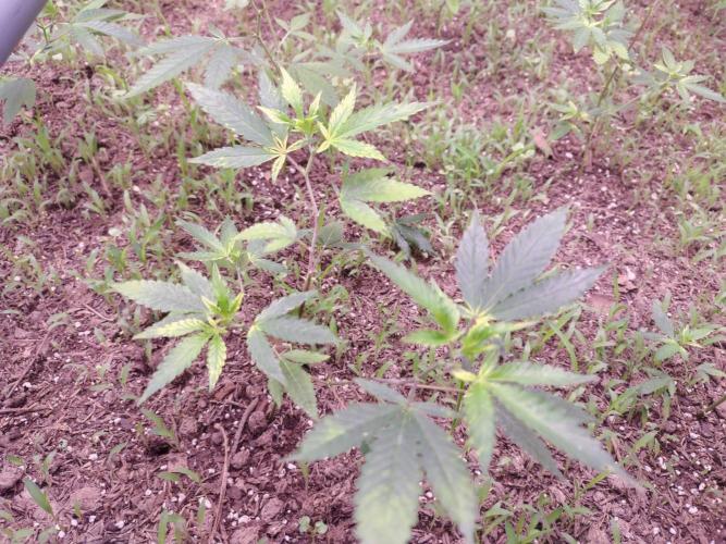 Living Soil 1- CFK - A.T.A. Week 2