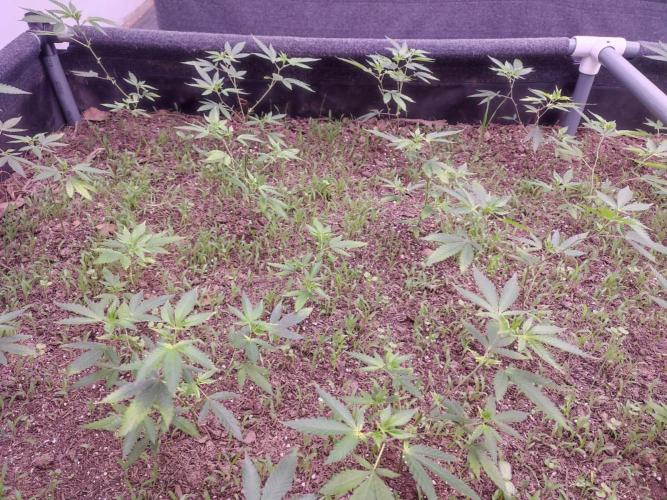 Living Soil 1- CFK - A.T.A. Week 2