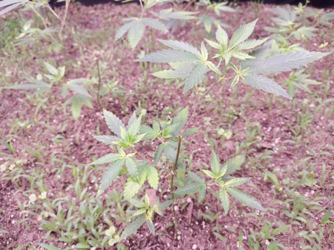Living Soil 1- CFK - A.T.A. Week 2