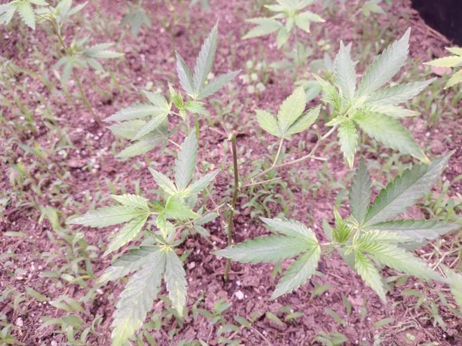Living Soil 1- CFK - A.T.A. Week 2