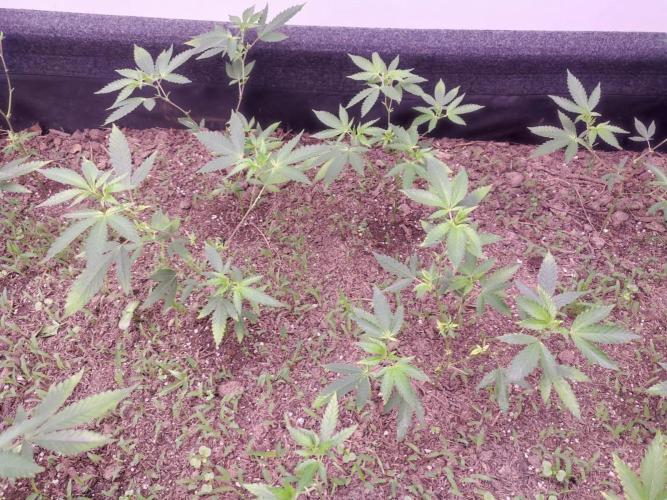 Living Soil 1- CFK - A.T.A. Week 2