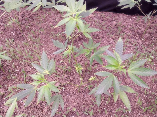 Living Soil 1- CFK - A.T.A. Week 2