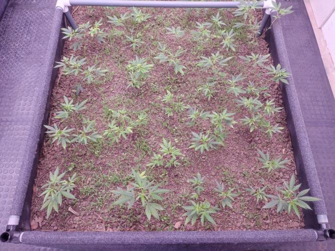 Living Soil 1- CFK - A.T.A. Week 2
