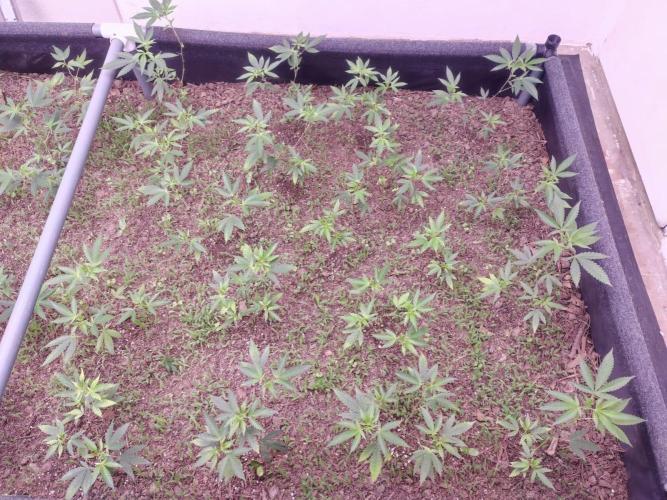 Living Soil 1- CFK - A.T.A. Week 2