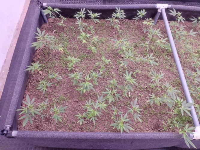 Living Soil 1- CFK - A.T.A. Week 2