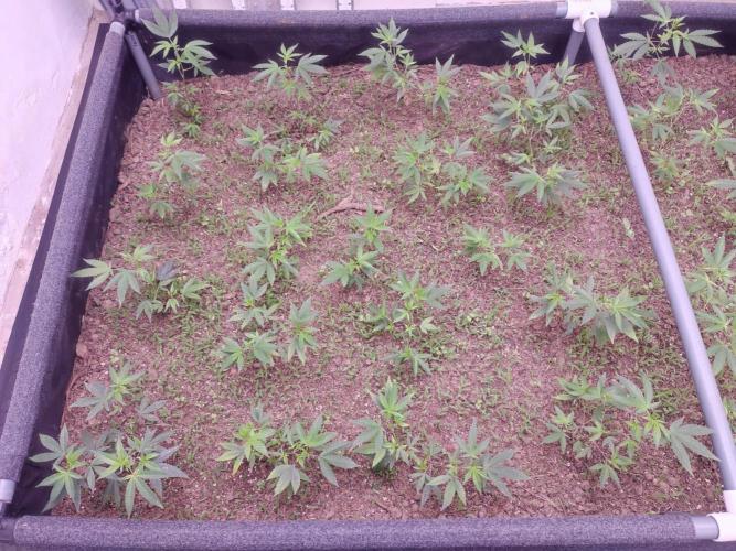 Living soil 1- Gelato- A.T.A. Week 2