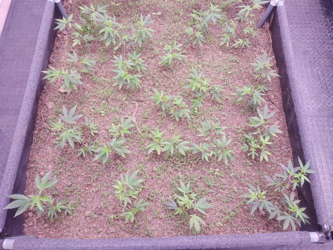 Living soil 1- Gelato- A.T.A. Week 2