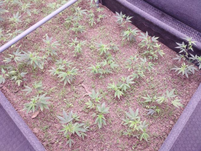 Living soil 1- Gelato- A.T.A. Week 2