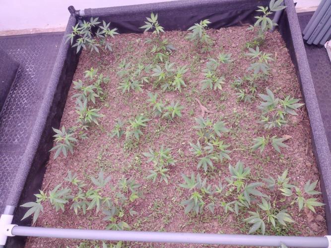 Living soil 1- Gelato- A.T.A. Week 2
