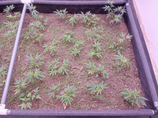 Living soil 1- Gelato- A.T.A. Week 2