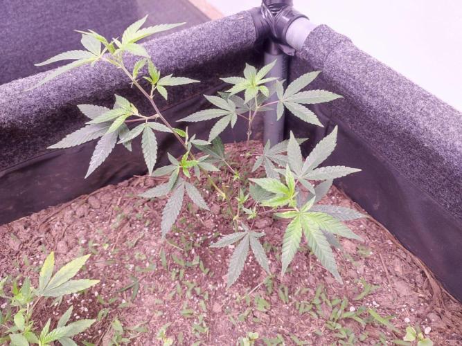 Living soil 1- Gelato- A.T.A. Week 2