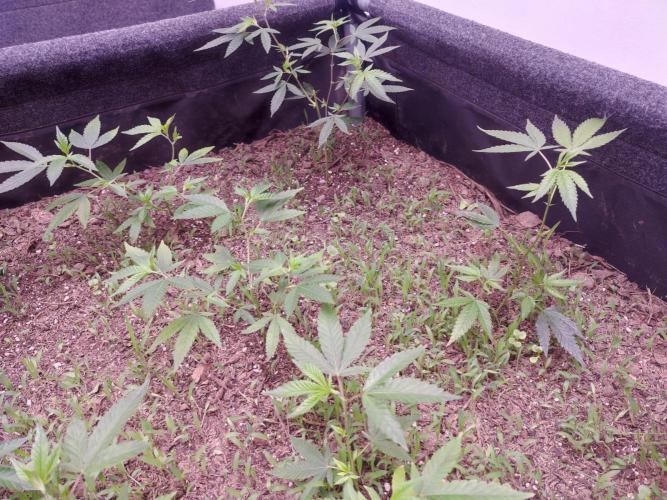 Living soil 1- Gelato- A.T.A. Week 2