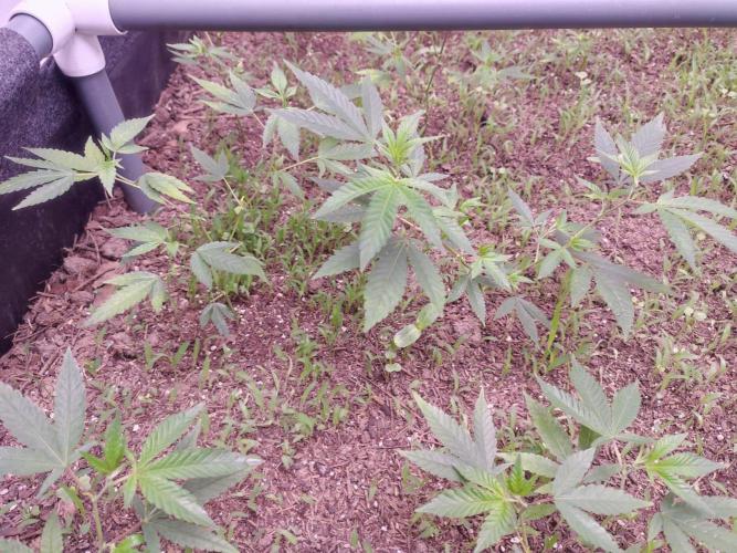 Living soil 1- Gelato- A.T.A. Week 2
