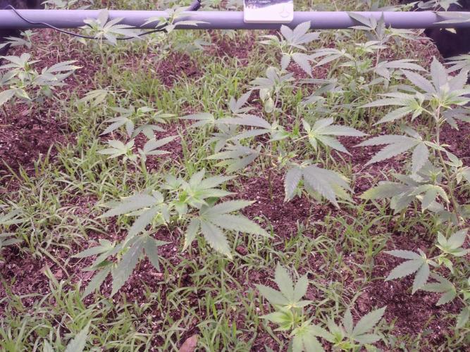 Living Soil 1- CFK - A.T.A. Week 3