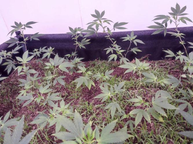 Living Soil 1- CFK - A.T.A. Week 3
