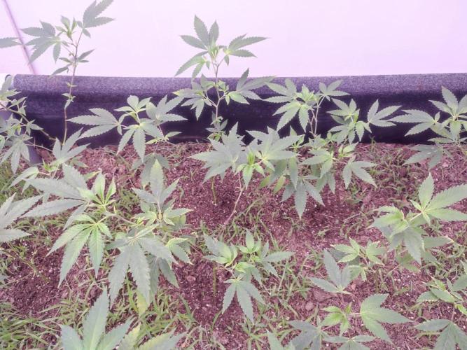 Living Soil 1- CFK - A.T.A. Week 3