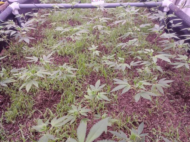 Living Soil 1- CFK - A.T.A. Week 3