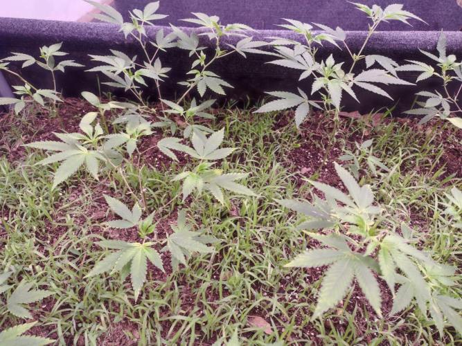 Living Soil 1- CFK - A.T.A. Week 3