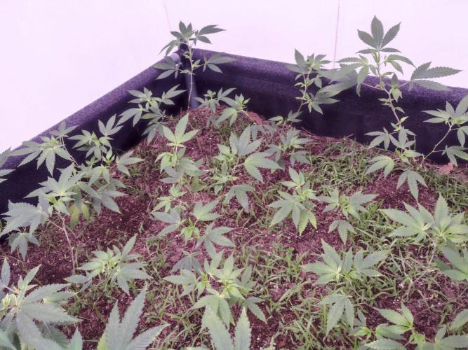 Living Soil 1- CFK - A.T.A. Week 3