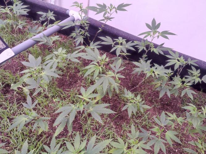 Living Soil 1- CFK - A.T.A. Week 3