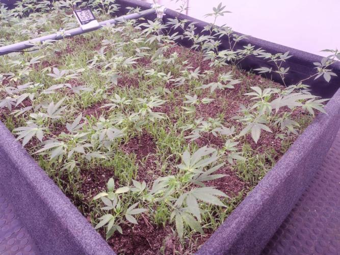 Living Soil 1- CFK - A.T.A. Week 3