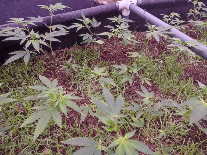Living Soil 1- CFK - A.T.A. Week 3