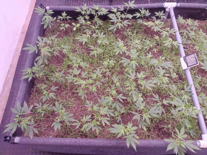 Living Soil 1- CFK - A.T.A. Week 3