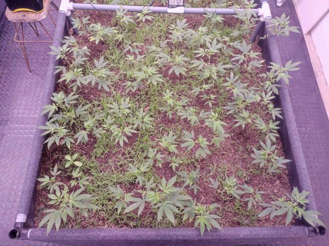 Living Soil 1- CFK - A.T.A. Week 3