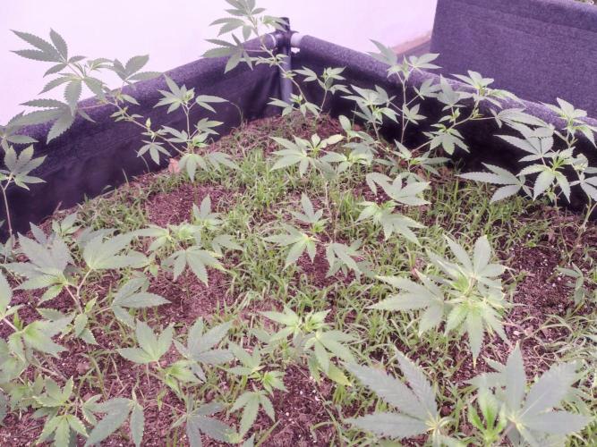 Living Soil 1- CFK - A.T.A. Week 3