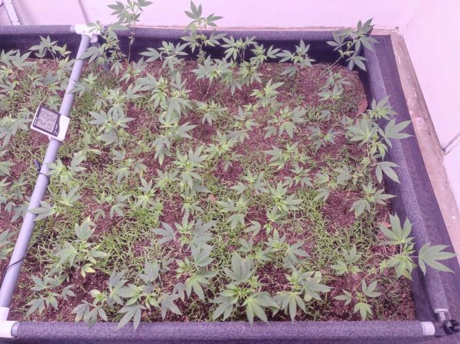 Living Soil 1- CFK - A.T.A. Week 3