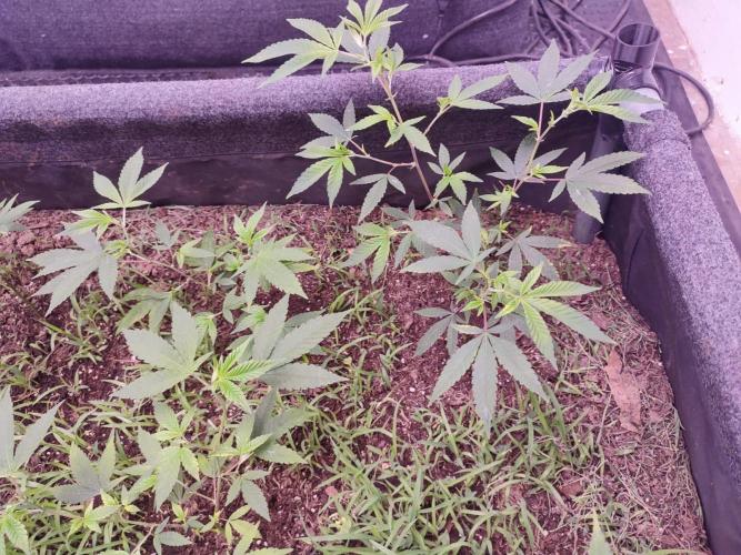 Living soil 1- Gelato- A.T.A. Week 3
