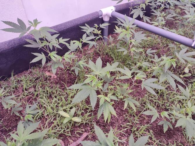 Living soil 1- Gelato- A.T.A. Week 3