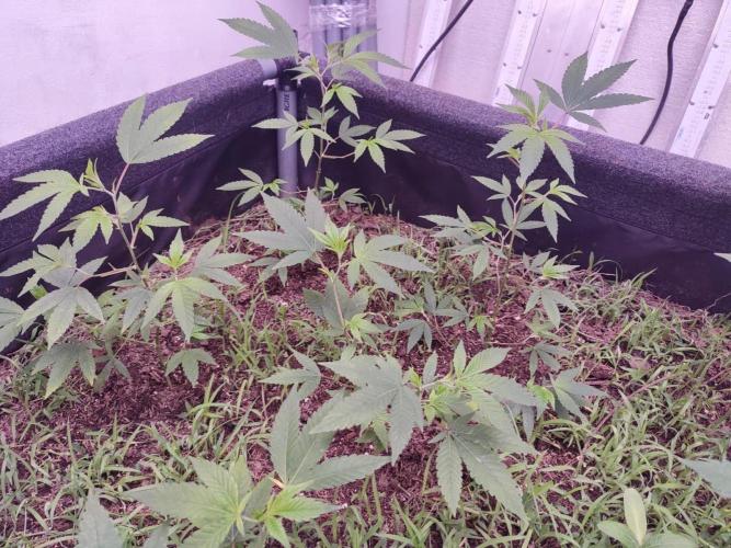 Living soil 1- Gelato- A.T.A. Week 3