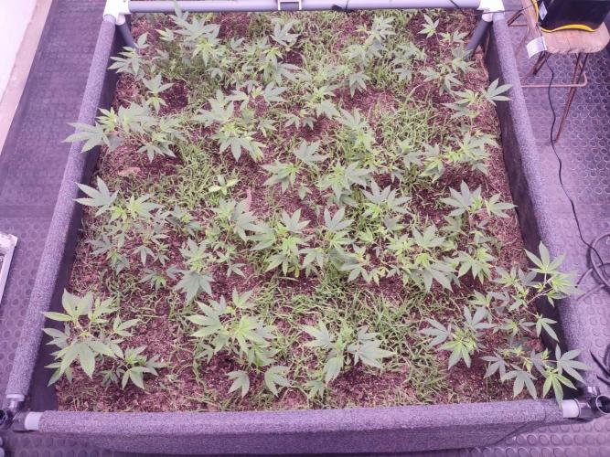 Living soil 1- Gelato- A.T.A. Week 3