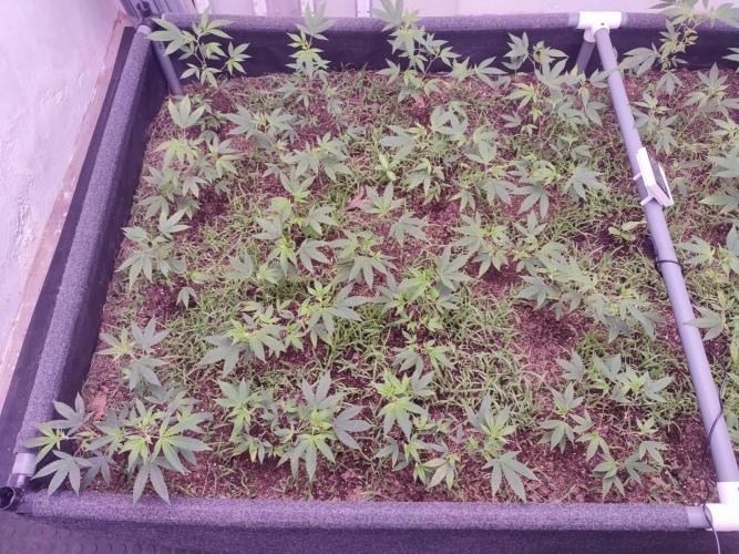 Living soil 1- Gelato- A.T.A. Week 3