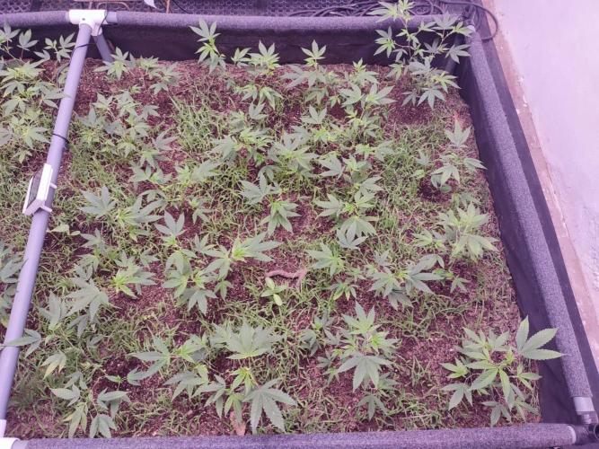 Living soil 1- Gelato- A.T.A. Week 3