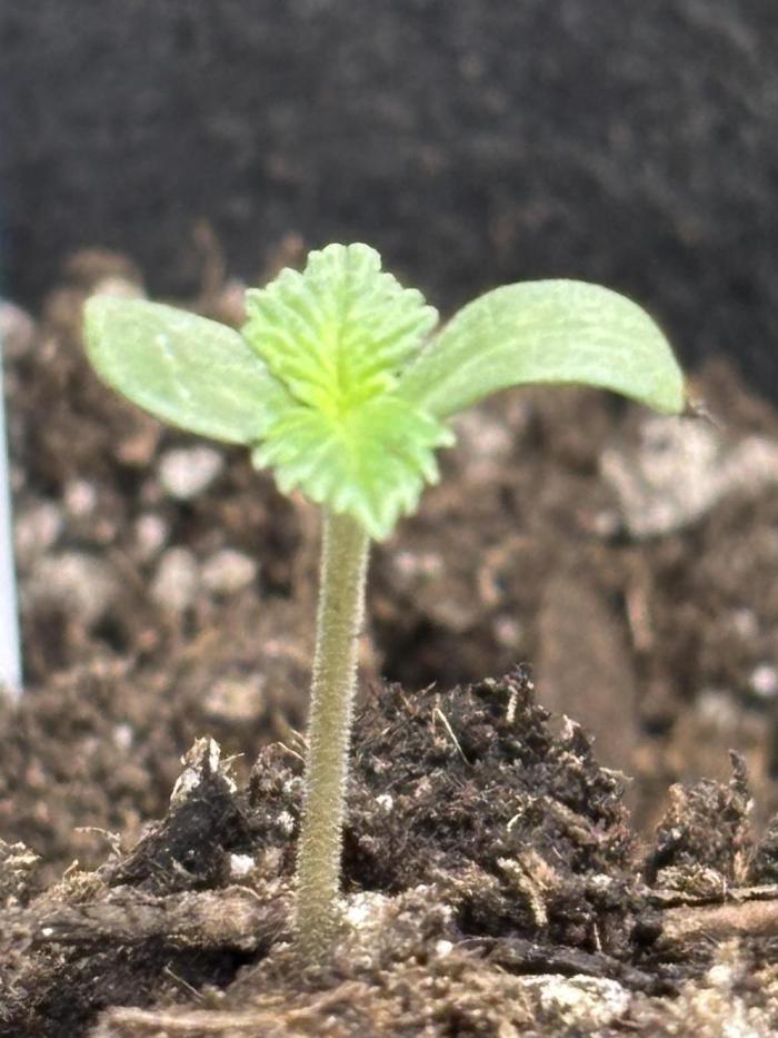 Secreto Garden. Week 0 - Purple Haze Day 8 December 20th