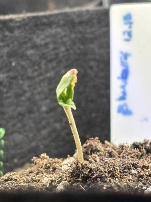 Blueberry. Week 0 - Helmet head…