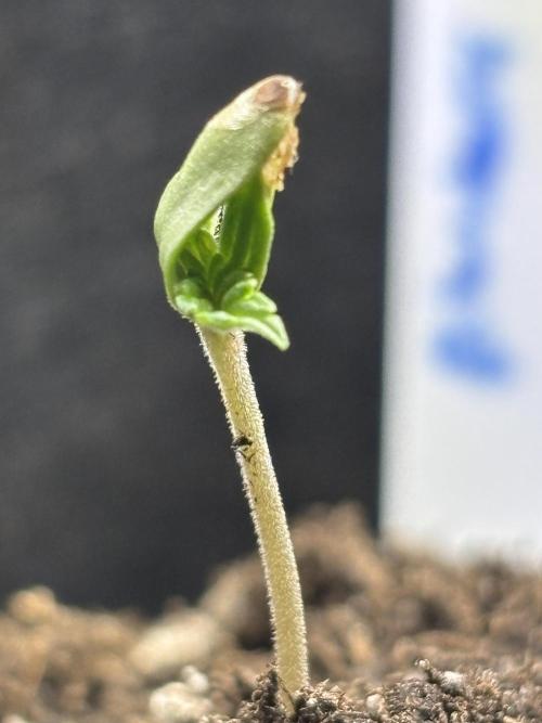 Blueberry. Week 0 - Closer pic of helmet head