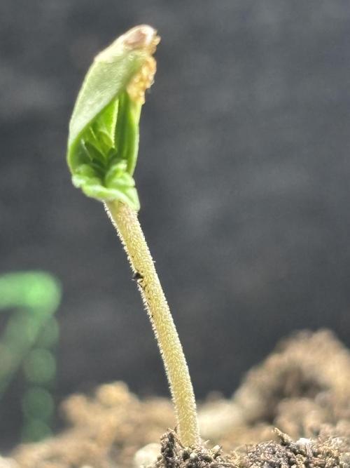 Blueberry. Week 0 - Helmet head again…lol