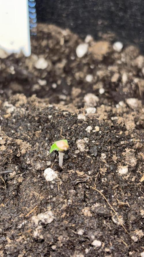 Blueberry. Week 0 - Day 6 Ms. Blueberry looked strange. Discovered she has a helmet head.