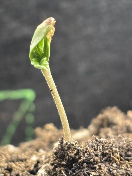 Blueberry. Week 0 - Day 7 shared with group my issue. It was suggested to remove with a pin. 