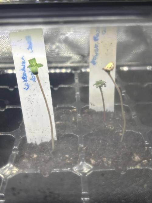 Columbian Gold. Week 0 - Day 5 LEGGY