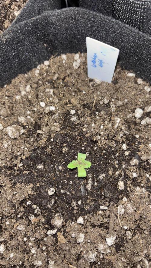 Columbian Gold. Week 0 - Day 6 Repotted leggy girl up to her leaves in two gallon bag. 