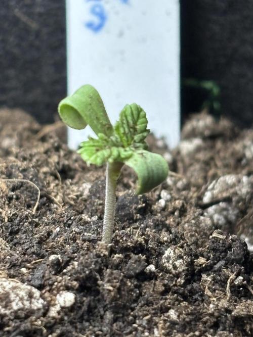 Columbian Gold. Week 0 - Day 7 adapting well with worm casting tea around her. 