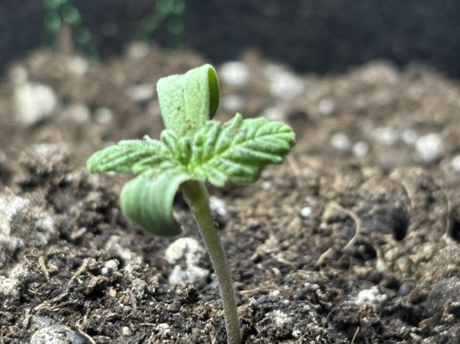 Columbian Gold. Week 0 - Day 8 Seems to be doing better every day! Not bad for my first grow thus far. 