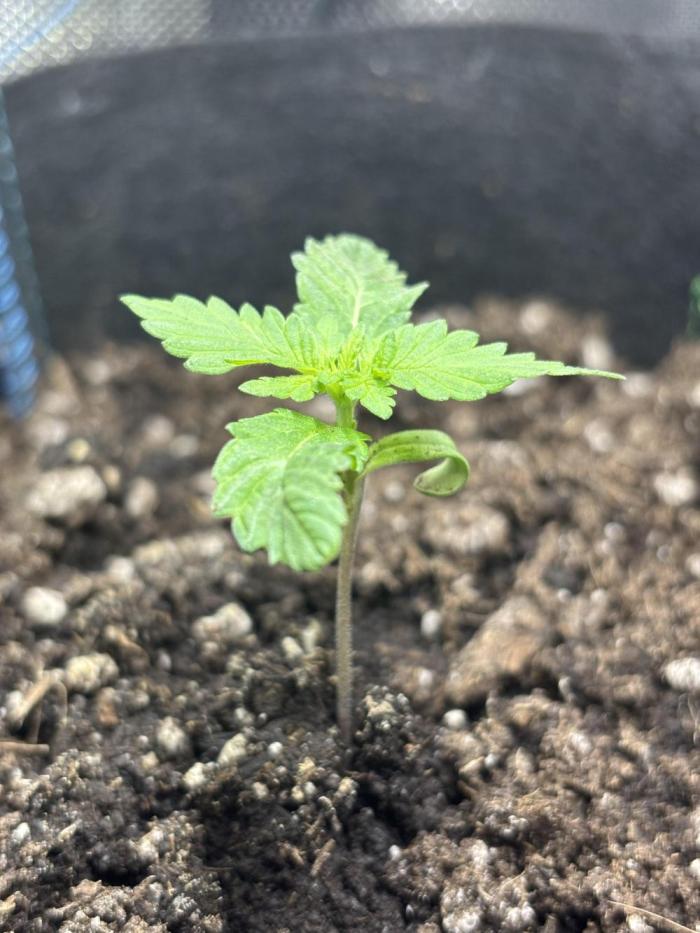 Columbian Gold. Week 1 - Day 18 